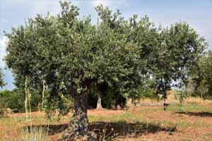 Olio Extravergine di Oliva